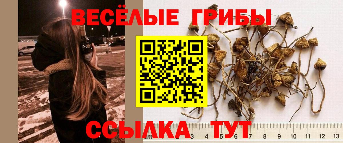 Галлюциногенные грибы мухоморы  Вход с VPN  Волжск  Галлюциногенные грибы прущие грибы 